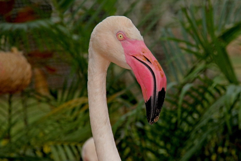Thailand, Pattaya, Khao Kheow Open Zoo